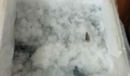 Bắt quả tang cơ sở bơm chất lạ cho tôm đông lạnh